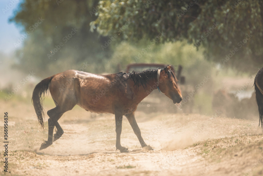 Brown wet mare Brown wet mare