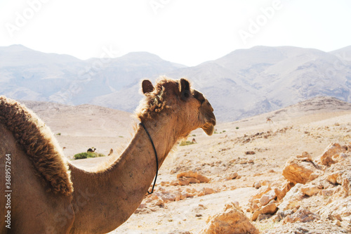 camel in desert photo