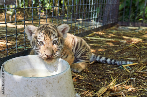 Little striped tiger near the bowl of water looking at the camera. Close-up