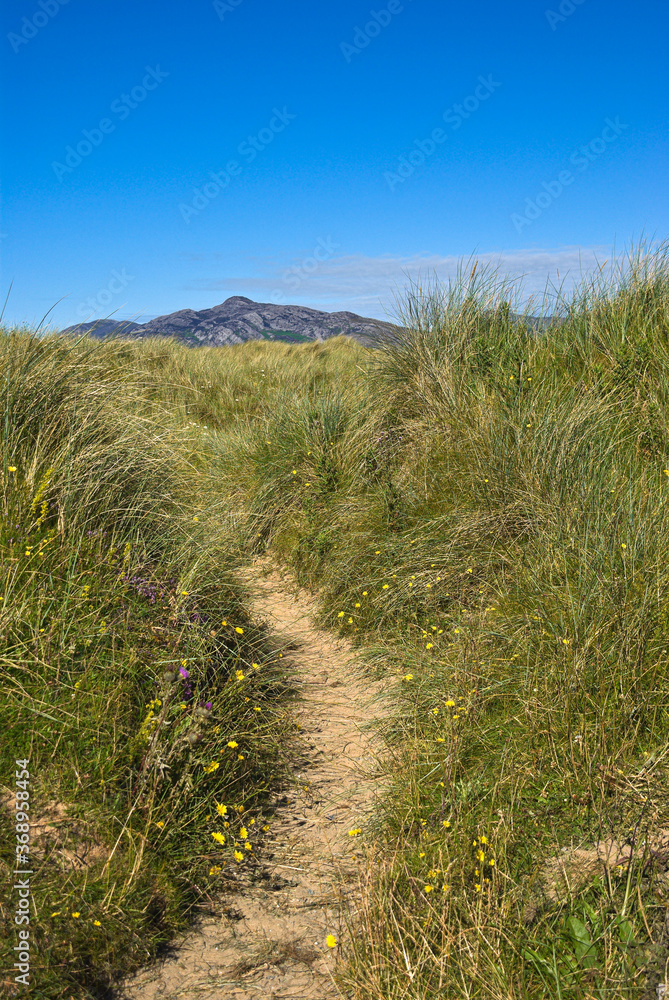 Sand dunes planted as a natural ecological defence against damage to the coastal environment develop an eco system with a rich diversity of grasses, wild flowers and other plant life. Sand dunes planted as a natural ecological defence against damage to the coastal environment develop an eco system with a rich diversity of grasses, wild flowers and other plant life.