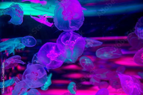  Delightful raspberry poisonous neon jellyfish in ultra-blue water, close-up. © Евгения Смульская