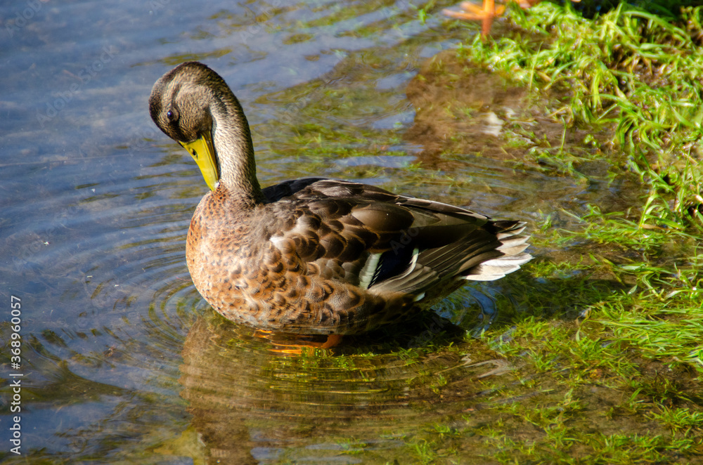 ducks rest on the beach ducks rest on the beach