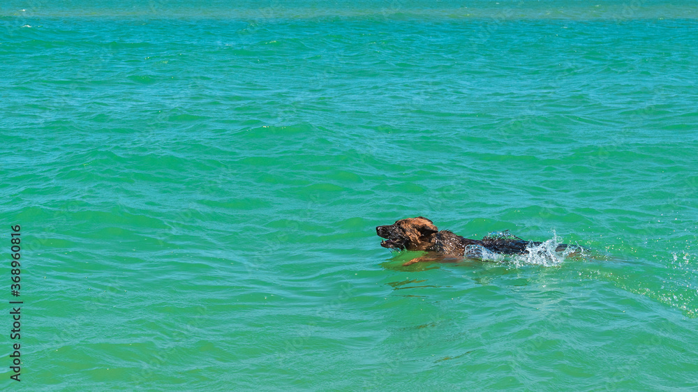 Obraz premium Sheepdog swims in the sea
