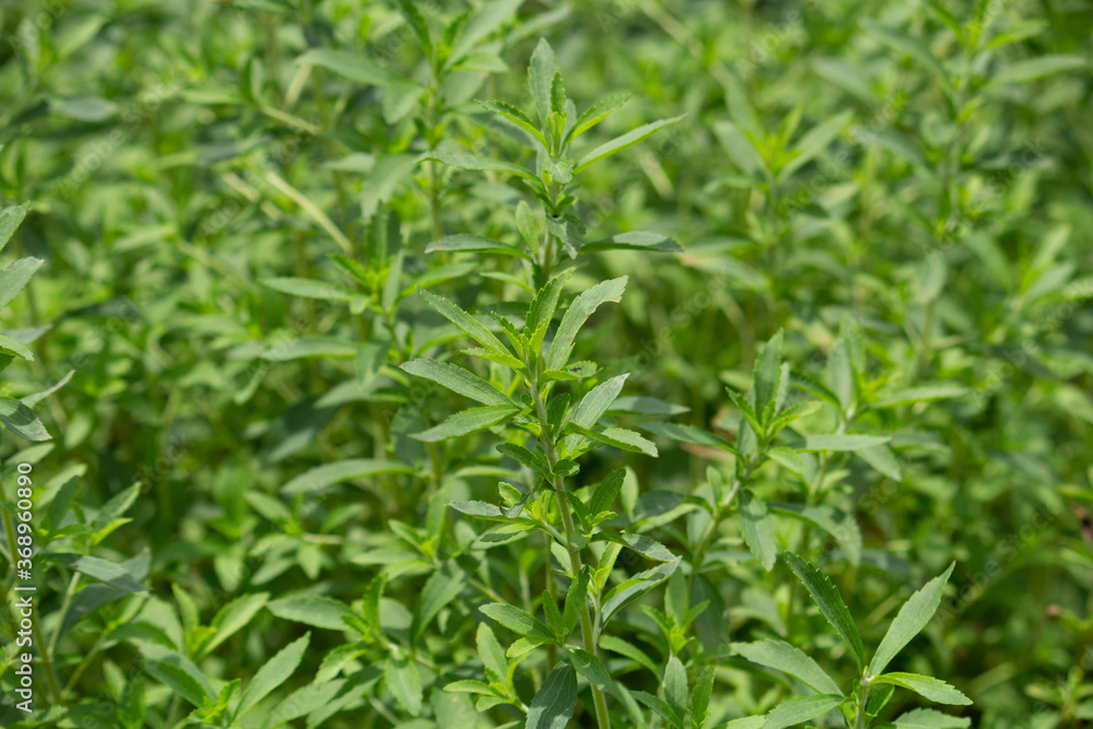 ステビア(学名:Stevia rebaudiana 英名:sweetleaf):甘味料の原料、南米の植物 ステビア(学名:Stevia rebaudiana 英名:sweetleaf):甘味料の原料、南米の植物