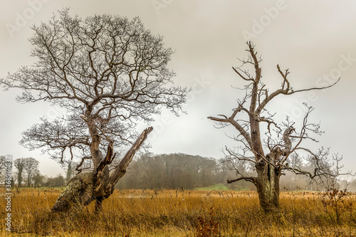 Wallpaper Mural tree in the field Torontodigital.ca