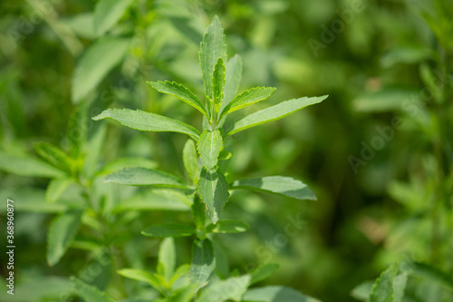ステビア（学名：Stevia rebaudiana 英名：sweetleaf）：甘味料の原料、南米の植物