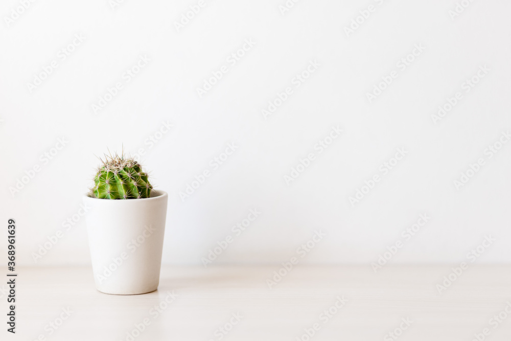 Cactus succulent plant in ceramic pot on counter beside white wall. Minimalistic concept Cactus succulent plant in ceramic pot on counter beside white wall. Minimalistic concept