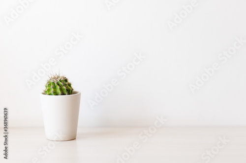 Cactus succulent plant in ceramic pot on counter beside white wall. Minimalistic concept