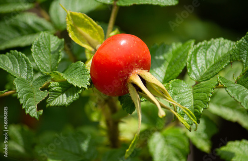 ハマナス（浜茄子、浜梨、玫瑰、学名：Rosa rugosa）の果実（ローズヒップとして食用になる）	
 photo