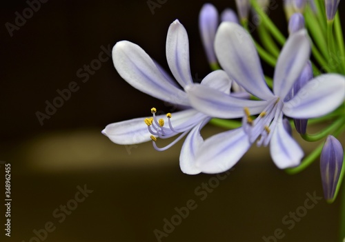 Blue flower Agaphantus africanos