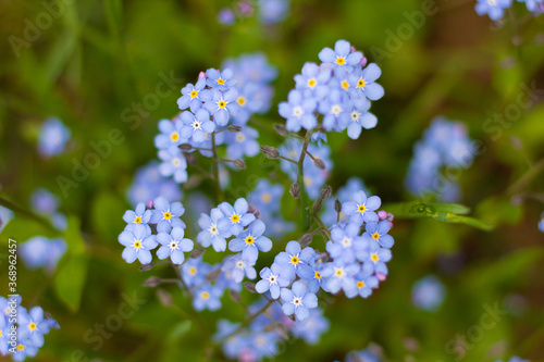 Close up of forget-me-not flowers