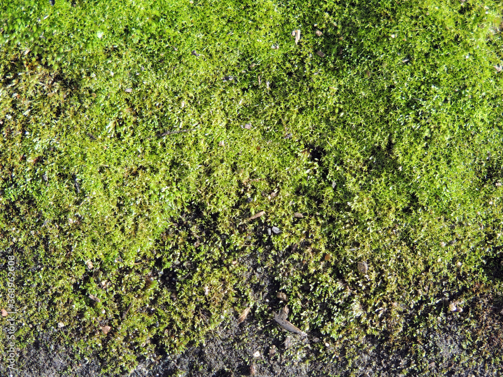 Texture of moss on an abandoned path close-up. Nature wins.