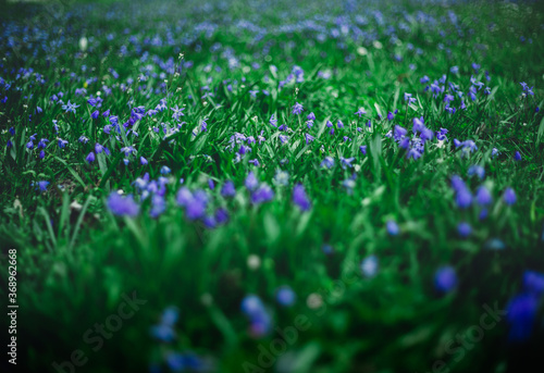 Blaue Blumen auf Wiese