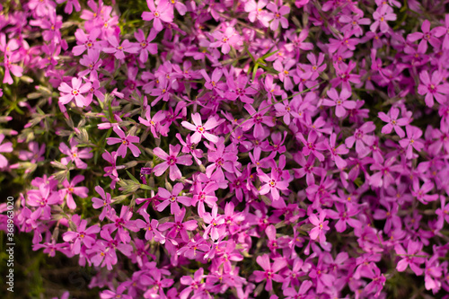 Small pink flowers close up