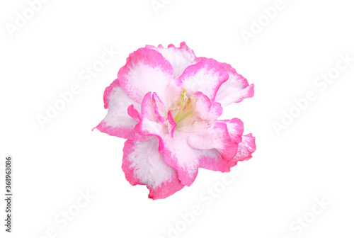 pink and white azalea flower isolated on white