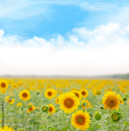 Sunny sunflower field