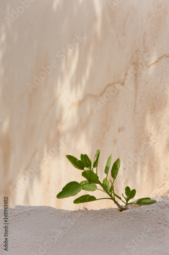 green leaves on the wall
