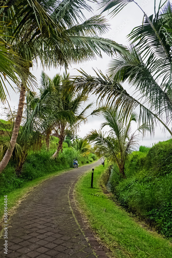 Trail with stones with coconut palms on the sides