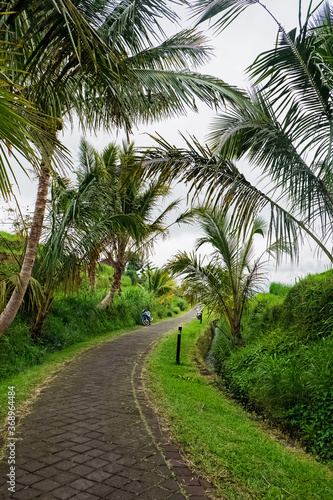 Trail with stones with coconut palms on the sides © Diana Vyshniakova