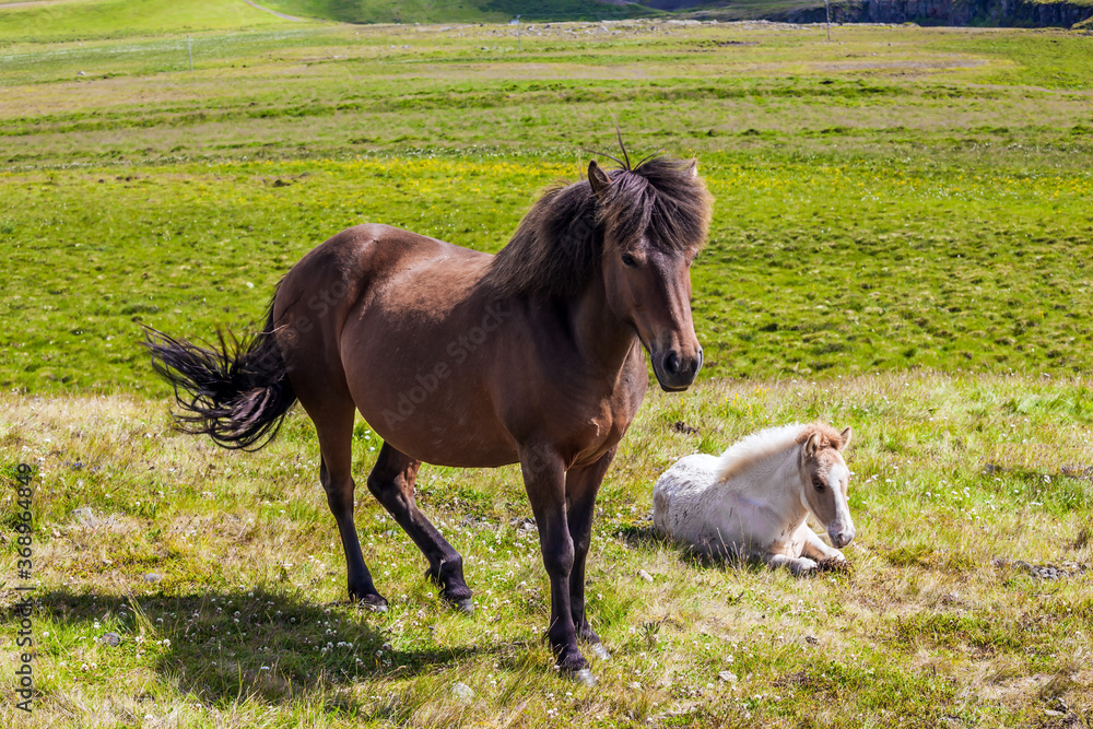 Beautifu Icelandic horses graze Beautifu Icelandic horses graze