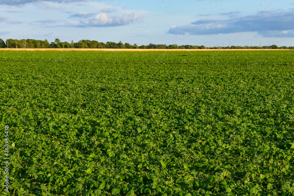 Resmo, Oland, Sweden A field of potatoes. Resmo, Oland, Sweden A field of potatoes.