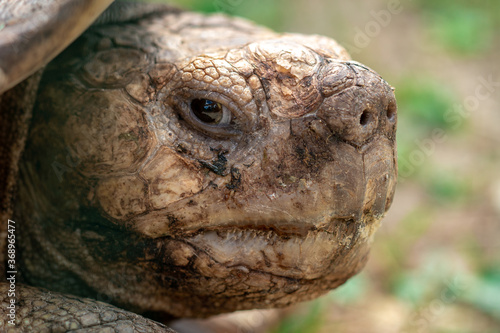 closeup portrait of a turtle