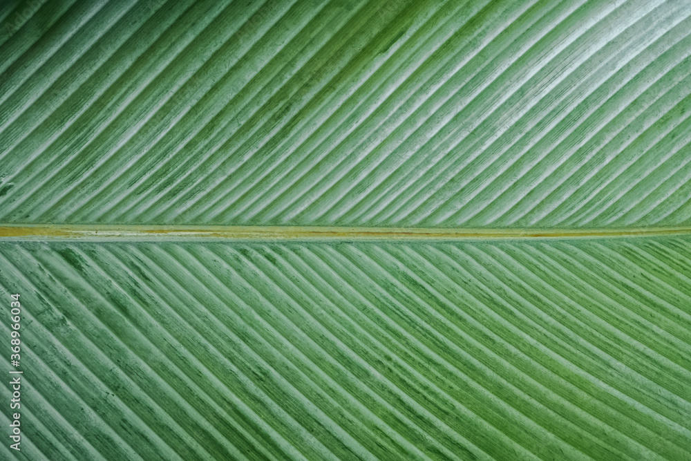 Banana leaf texture close-up. Banana leaf texture close-up.