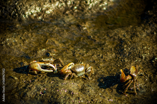 cangrejos en la arena comiendo en fall river