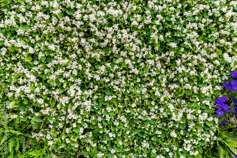 Background material of flowers and plants wall.. Background material of flowers and plants wall..