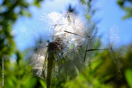  background with small delicate dandelion close-up