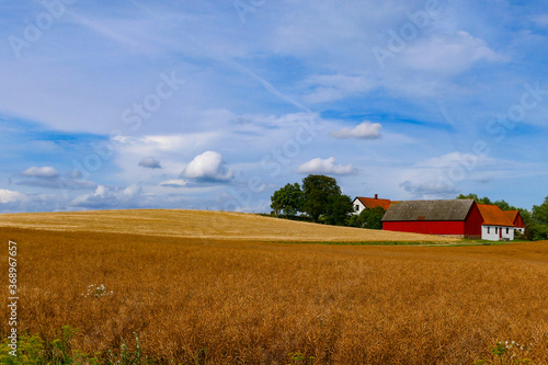 Lund, Sweden A landscape and wheat field.