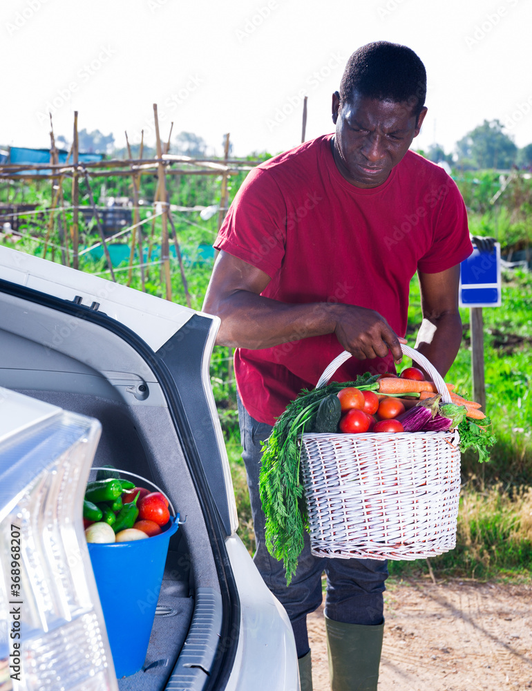 Fototapeta premium Positive african american puts basket with ripe vegetables in car trunk