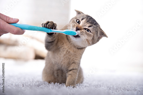 British kitten and a toothbrush. The cat is brushing his teeth