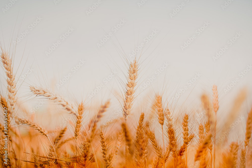 Beautiful golden wheat fields in Chiang Mai, Thailand. Beautiful golden wheat fields in Chiang Mai, Thailand.