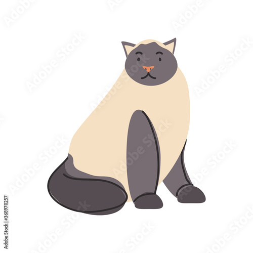 cute domestic cat on white background