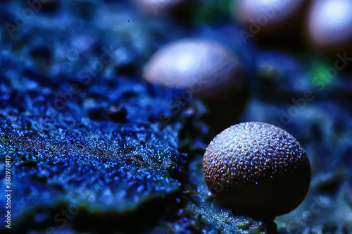 small mushrooms macro / nature forest, strong increase in poisonous mushrooms mold