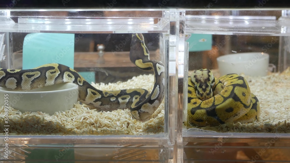 Captive bred snakes for sale. Small plastic boxes with captive bred