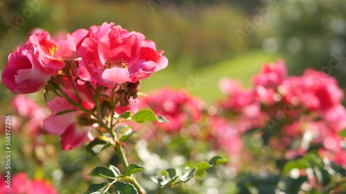 English roses garden. Rosarium Floral background. Tender flowers Blooming, honey bee collects pollen. Close-up of rosary flower bed. Flowering bush, selective focus with insects and delicate petals.