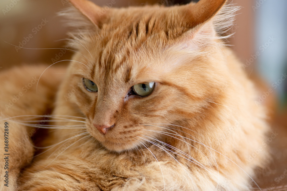 可愛い猫　　茶トラ猫