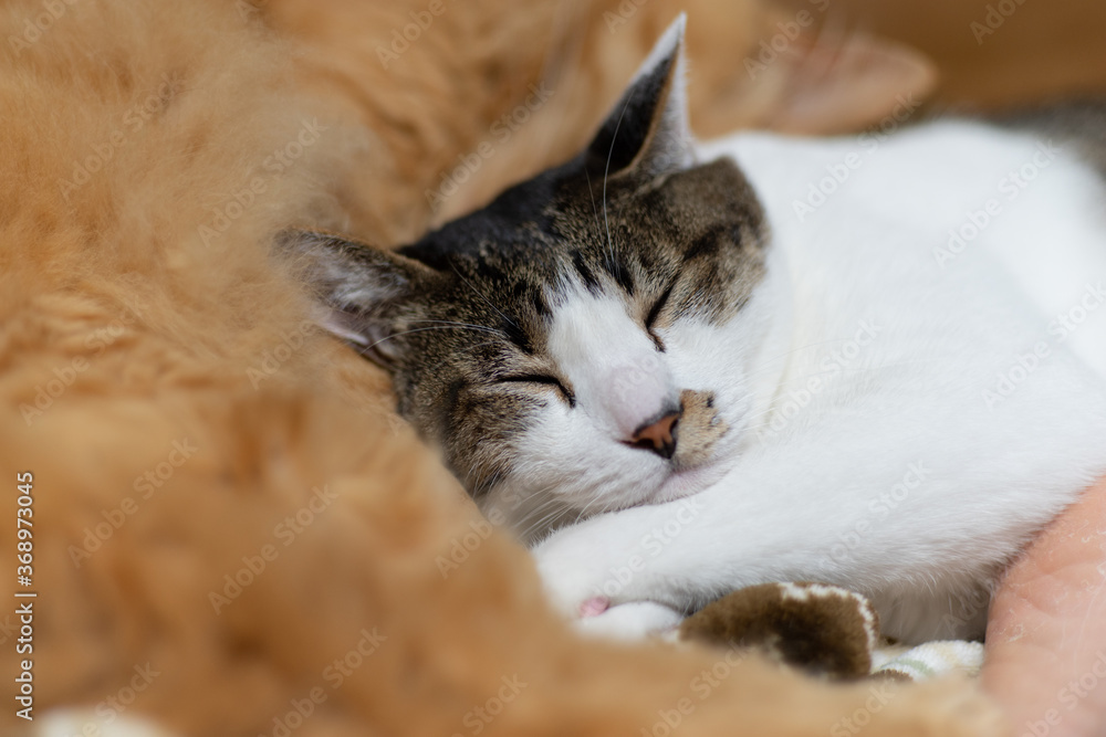 可愛い寝顔　　　キジトラ猫