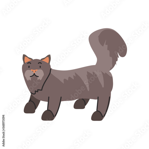 cute domestic cat on white background