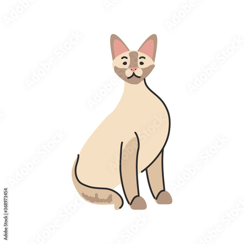 cute domestic cat on white background