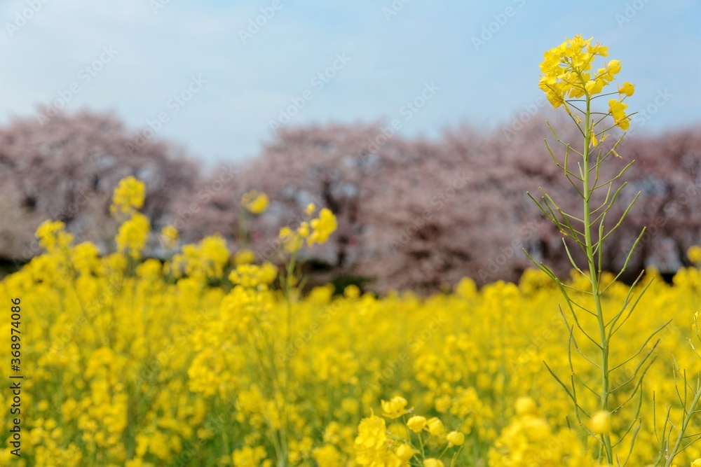 Yellow Canola Flower ( Rapeseed ) fields & pink cherry blossom trees (Sakura) in background under blue sunny sky in Gongendo Park, Saitama Japan ~ Beautiful spring scenery of Japanese countryside Yellow Canola Flower ( Rapeseed ) fields & pink cherry blossom trees (Sakura) in background under blue sunny sky in Gongendo Park, Saitama Japan ~ Beautiful spring scenery of Japanese countryside