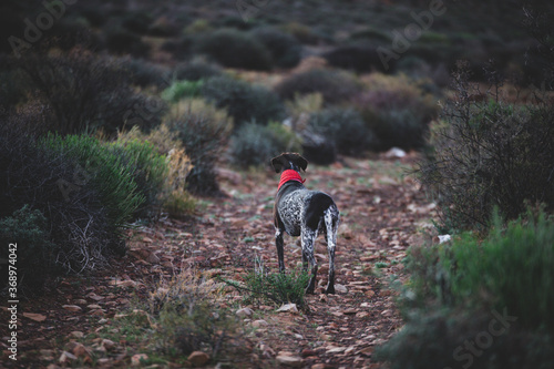 Dog with a red collar standing on a rocky pathway