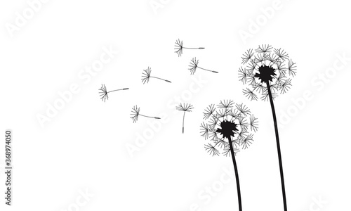 Fototapeta Naklejka Na Ścianę i Meble -  Abstract background of a dandelion for design. The wind blows the seeds of a dandelion. Vector illustration