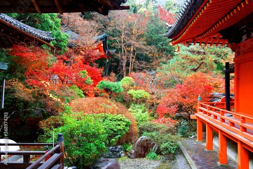 Scenery of a traditional Japanese corridor and a pavilion surrounded by fiery maple trees in the garden of Bishamondo, a zen Buddhist Temple famous for colorful autumn foliage in Kyoto, Kansai, Japan photo