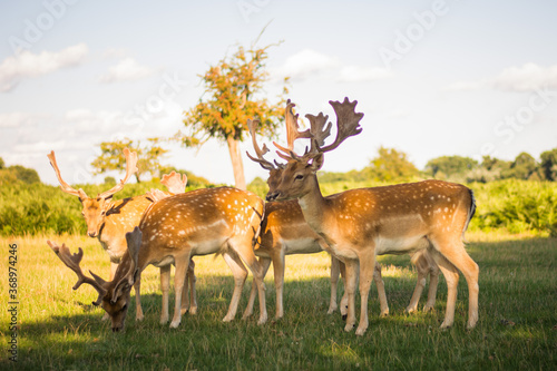 Beautiful dama dama deer in the woods, meadow