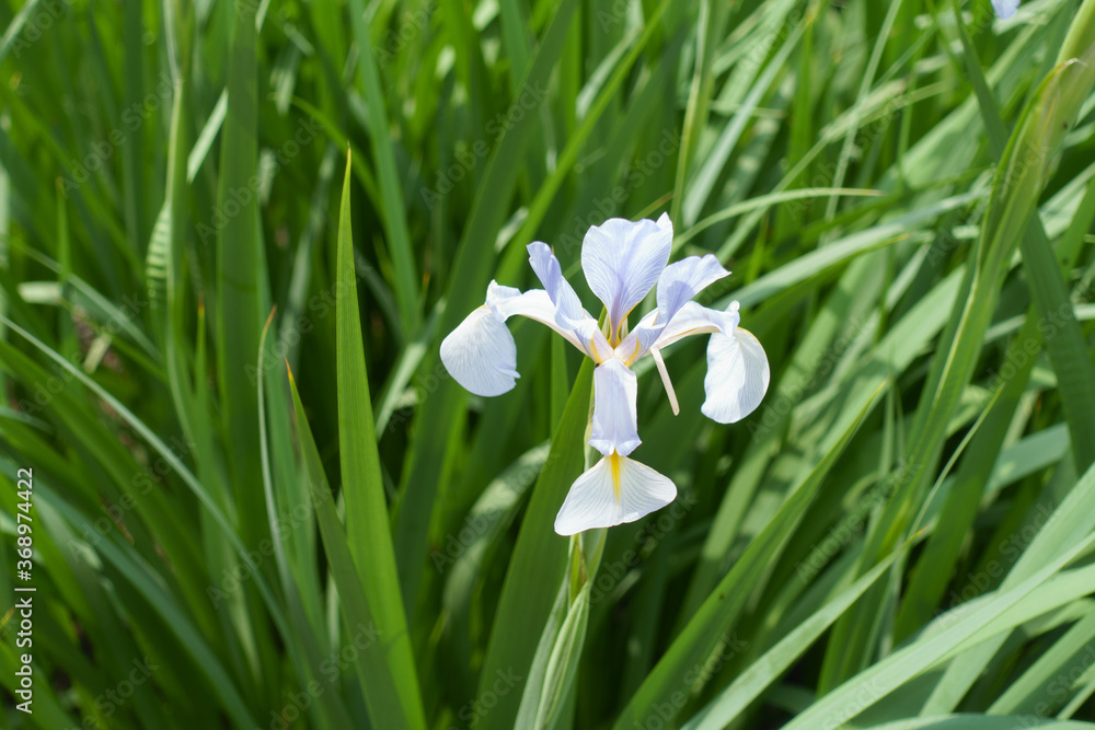 Single light violet of iris in late spring Single light violet of iris in late spring
