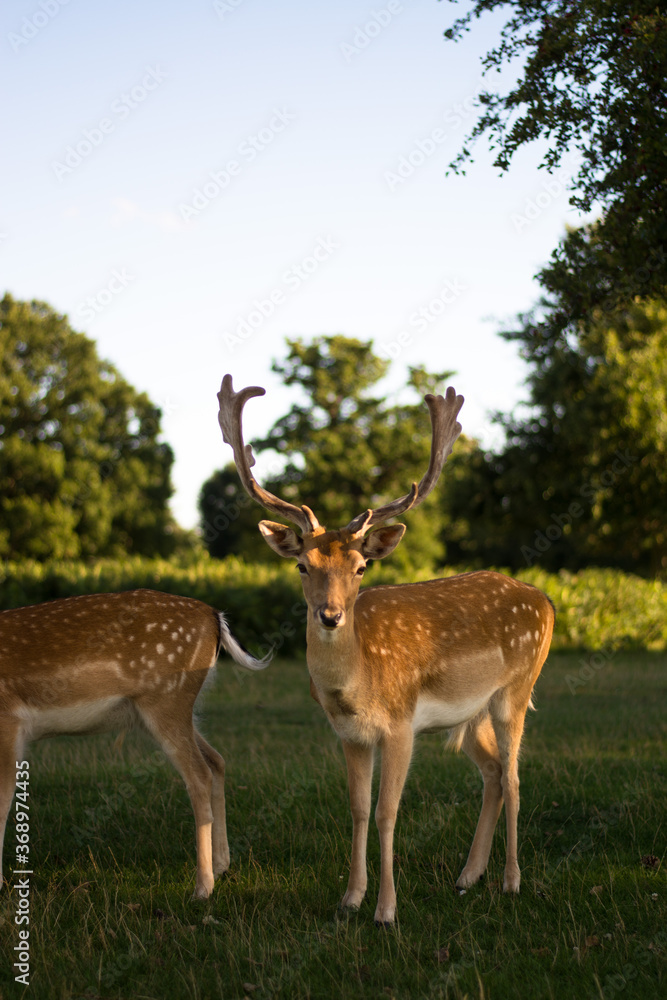 Beautiful dama dama deer herd in the woods, meadow Beautiful dama dama deer herd in the woods, meadow