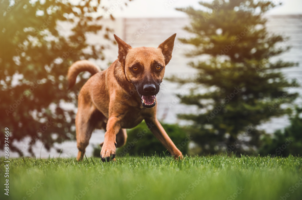 Brown dog portrait. Small dog in garden. Brown dog sitting in grass.